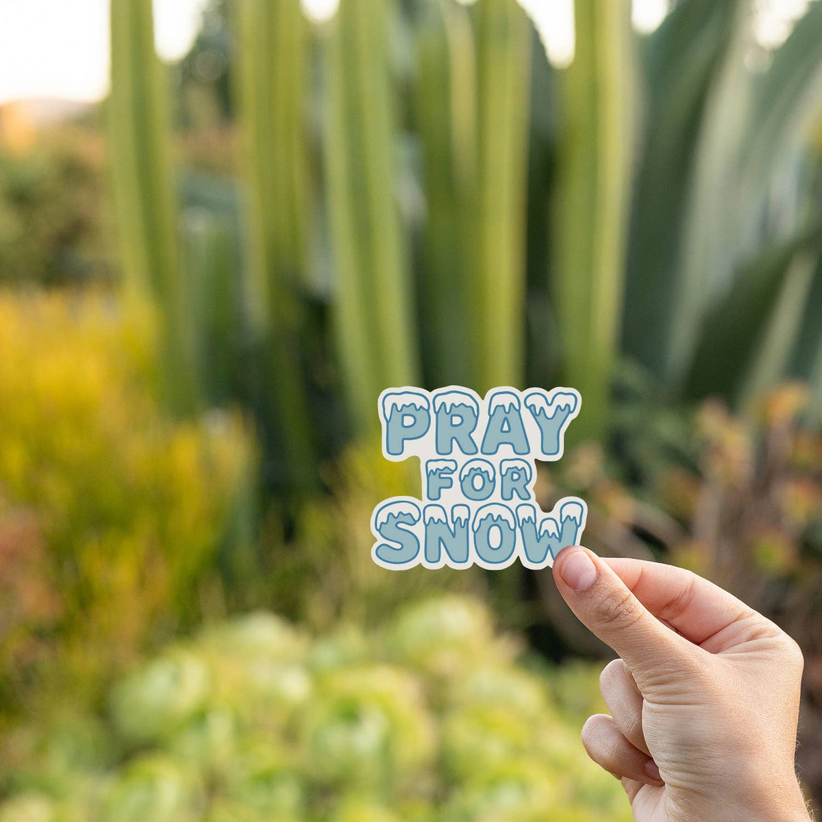 Cactus and succulents fill the background while a hand holds the Pray For Snow sticker at sunset.