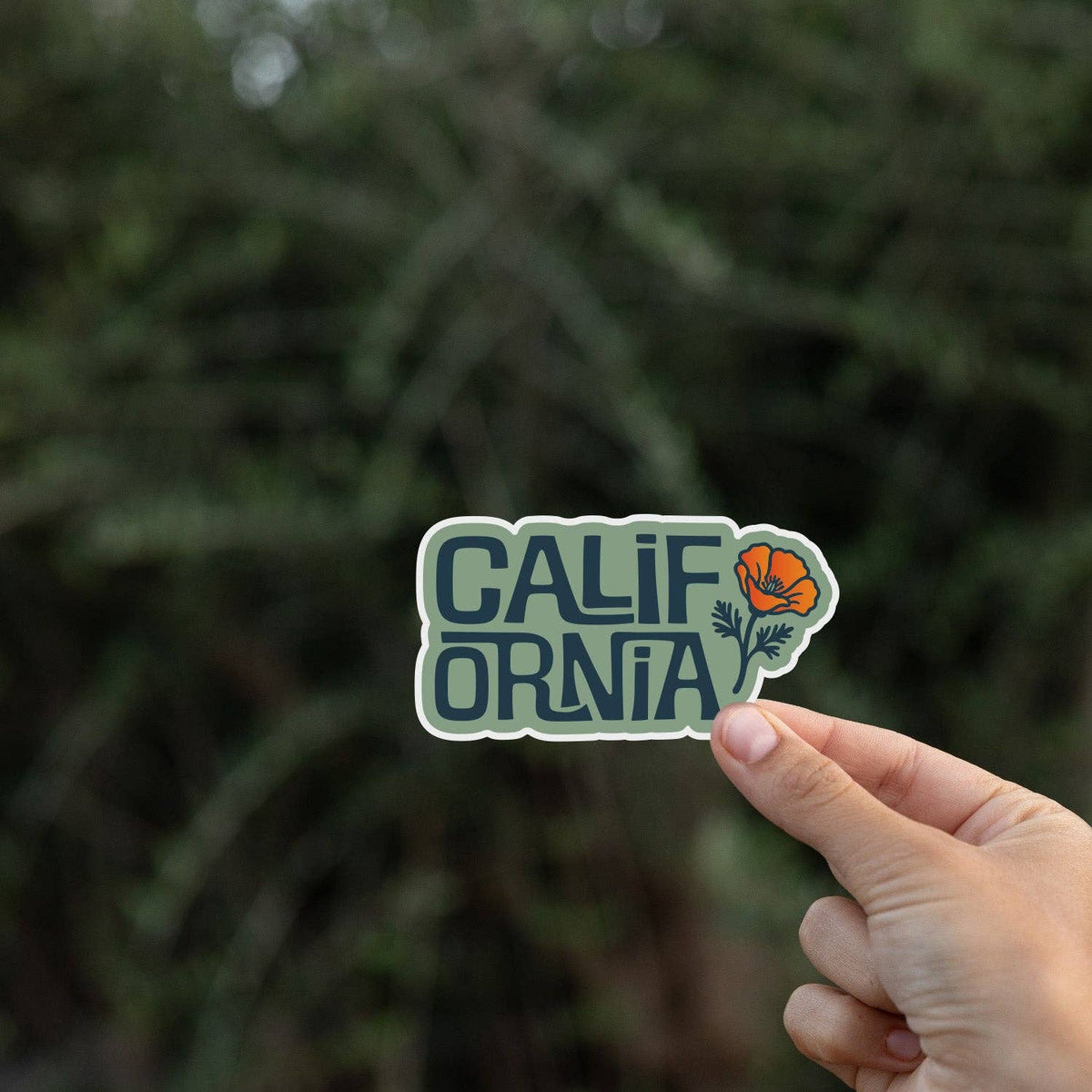 Held at fingertip height, the California Poppy sticker stands against a shadowy evergreen branch.