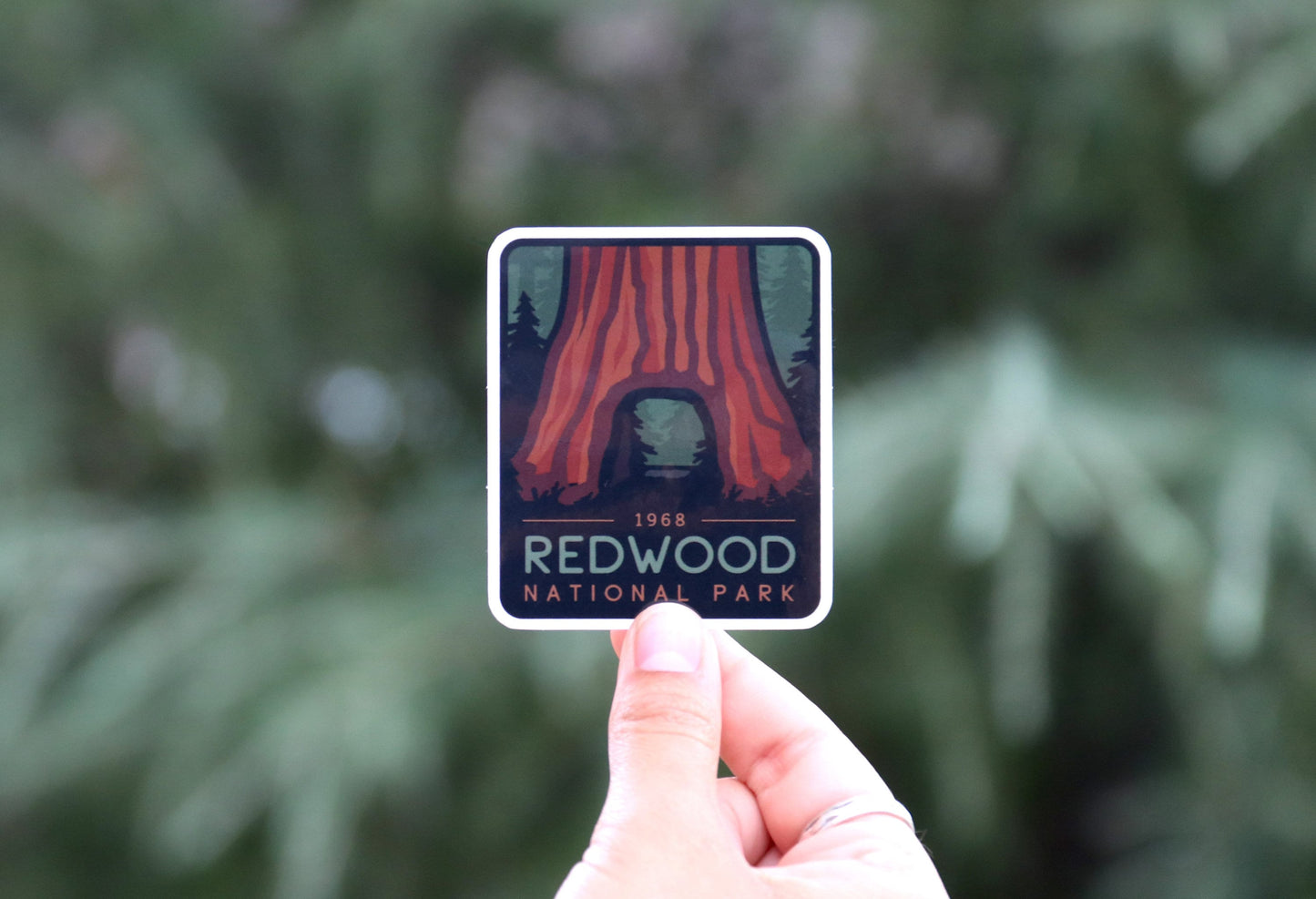Farther back from the camera, a hand pinches the Redwood National Park sticker with soft evergreen behind.