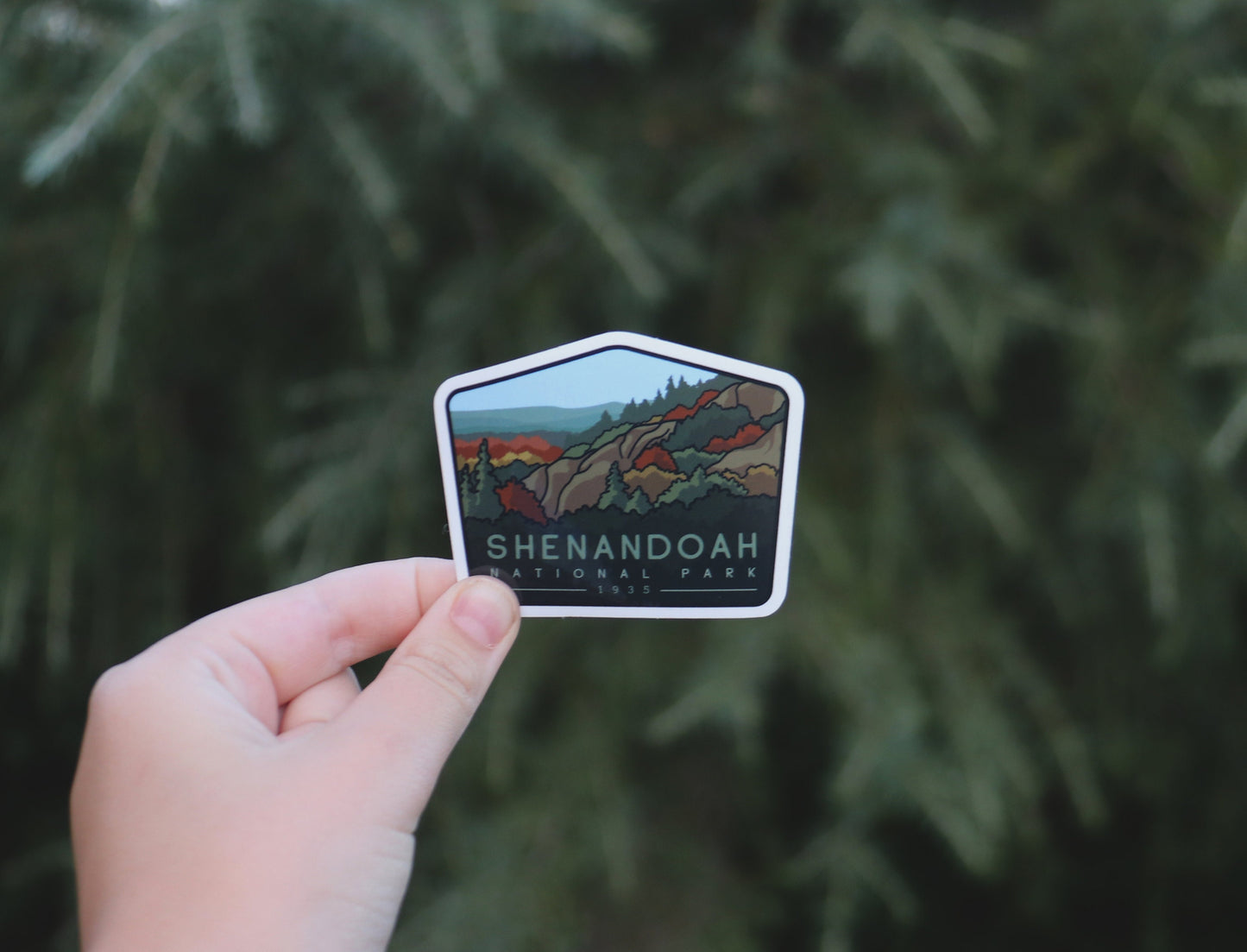 Farther back among the same pine branches, a hand pinches the Shenandoah National Park sticker with 1935 below the name.